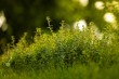 The Simplicity of the Prophet Muhammad